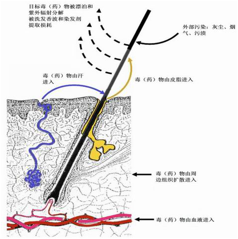 法医毒物鉴定